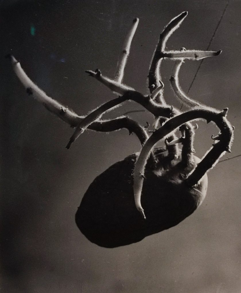 Brassai. L'occhio di Parigi